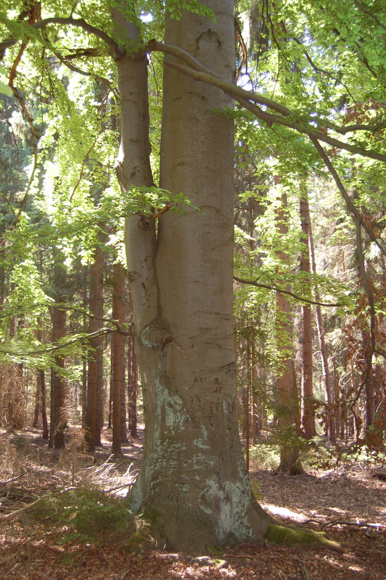 an1_004553.jpg