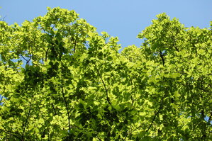 an1_004530.jpg