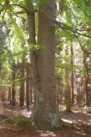 an1_004553.jpg