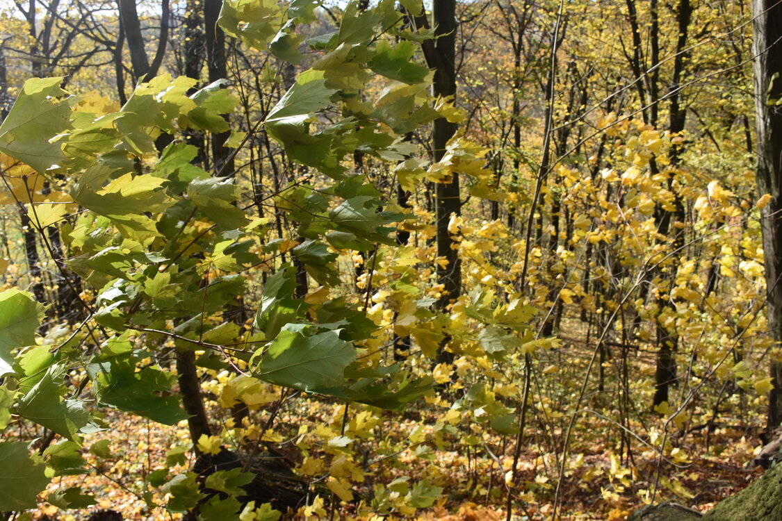an2_007760.jpg