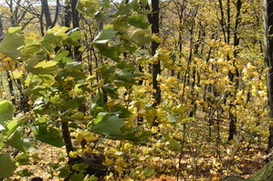 an2_007760.jpg