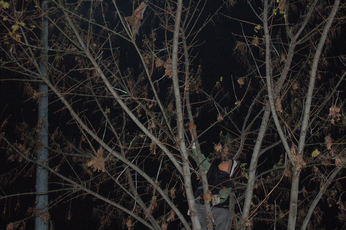 an1_010781.jpg
