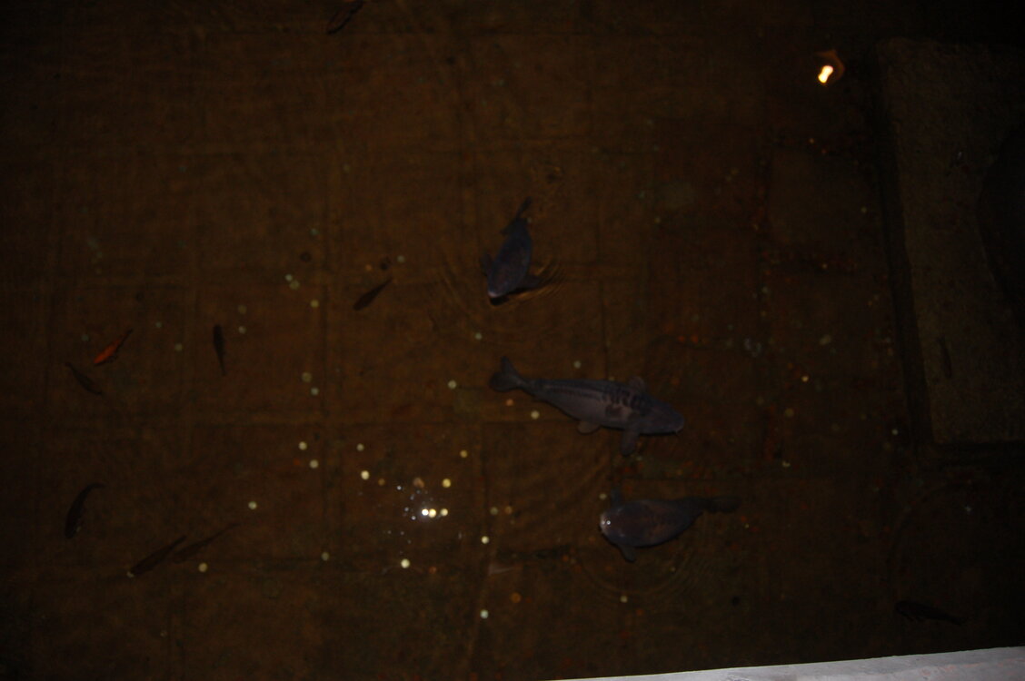 an1_010850.jpg