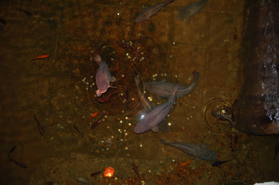 an1_010886.jpg
