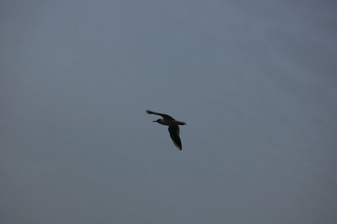 an1_011244.jpg