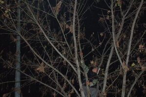 an1_010781.jpg