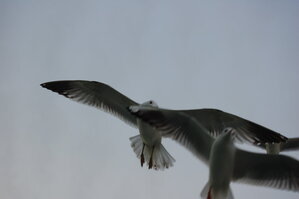 an1_011250.jpg
