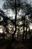 an1_011294.jpg