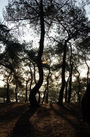 an1_011295.jpg