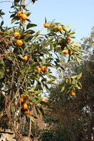 an1_011333.jpg