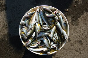 an1_011500.jpg