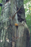 an1_040485.jpg