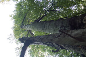 an1_040487.jpg