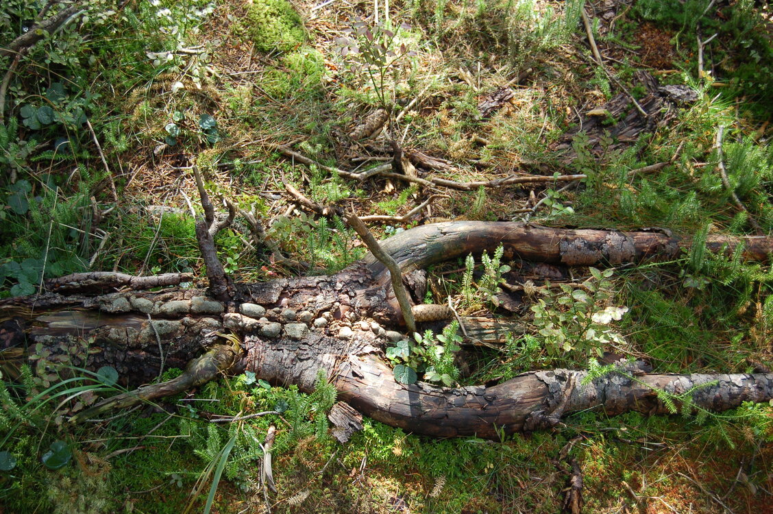an1_008736.jpg
