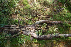 an1_008736.jpg