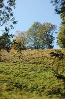 an1_008752.jpg