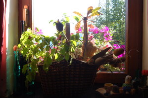an1_008816.jpg