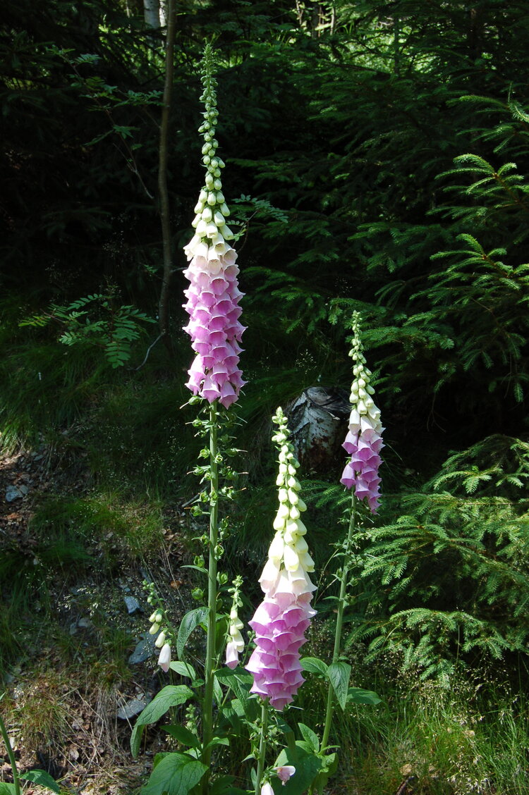 an1_042842.jpg