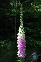 an1_042841.jpg