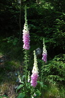 an1_042842.jpg