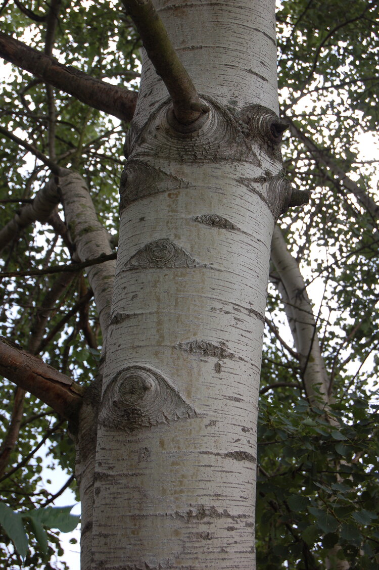 an1_040187.jpg