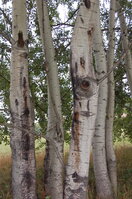 an1_040181.jpg