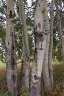 an1_040182.jpg