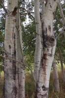 an1_040183.jpg