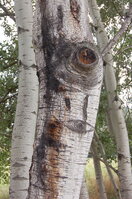 an1_040184.jpg