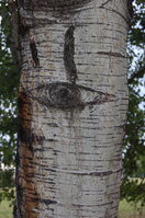 an1_040186.jpg
