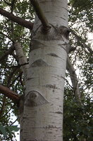 an1_040187.jpg