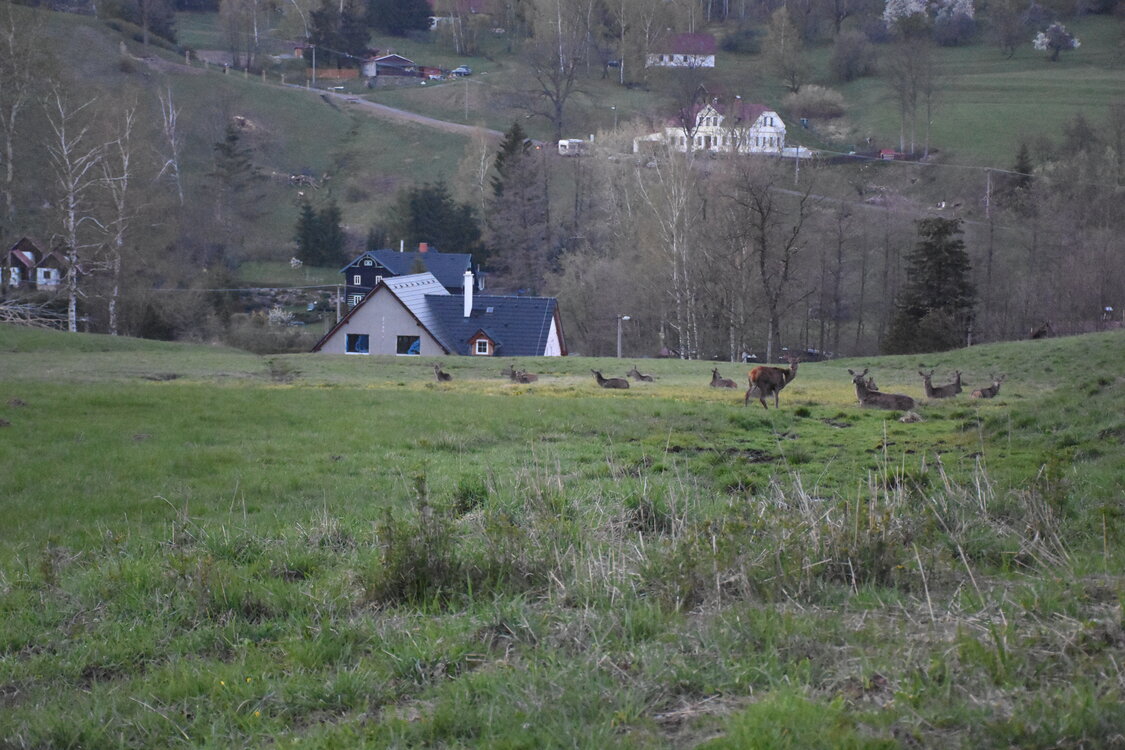 an2_008806.jpg