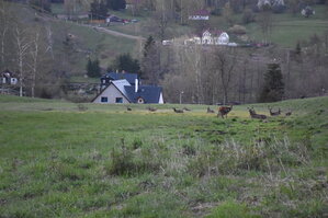 an2_008806.jpg