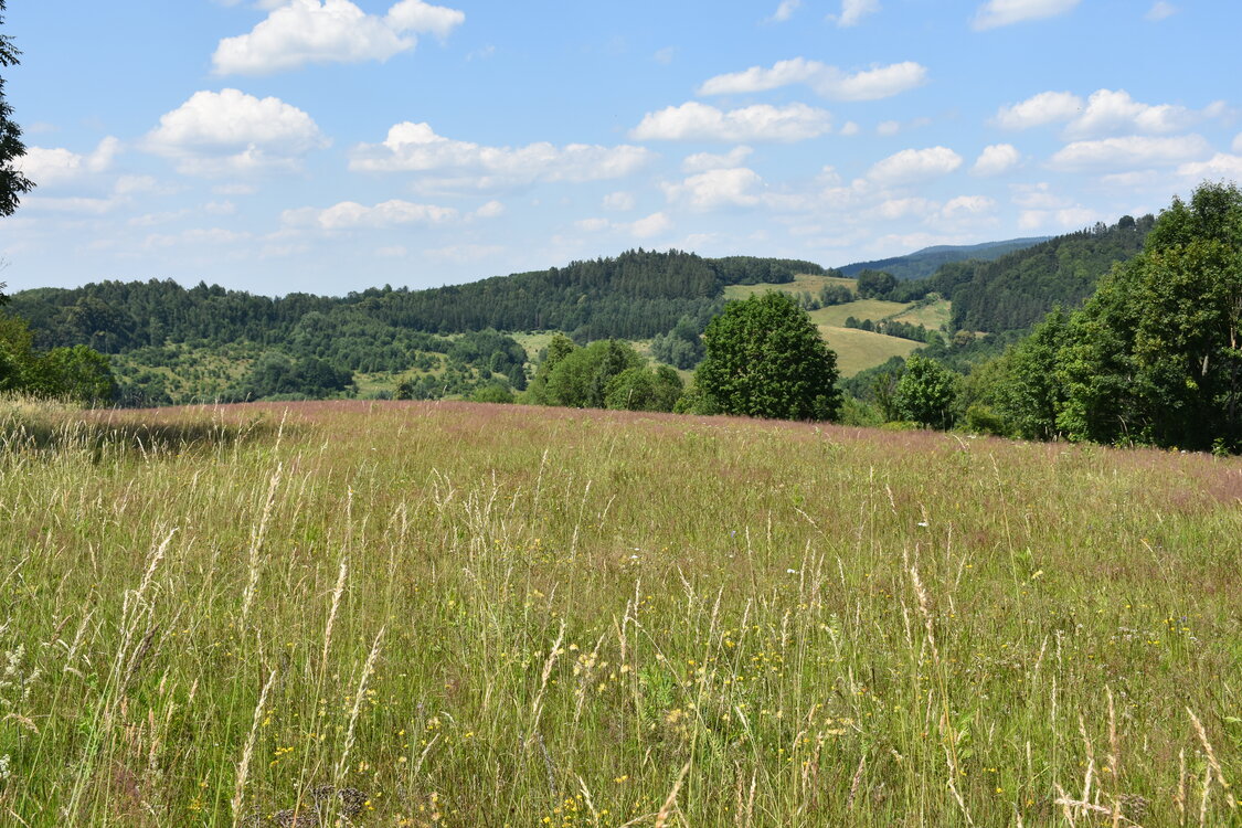 an2_005123.jpg