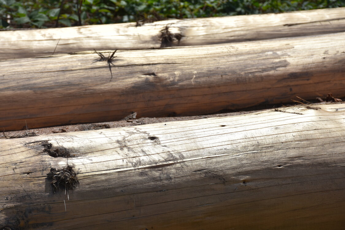 an2_005127.jpg