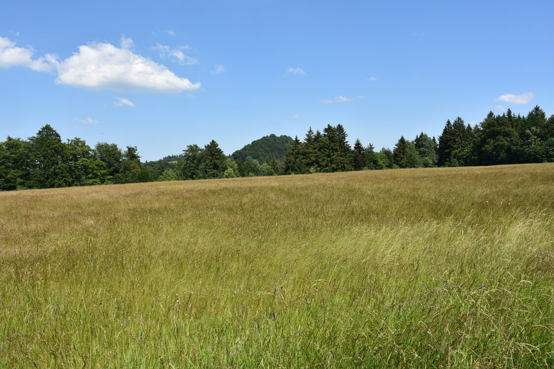 an2_005138.jpg