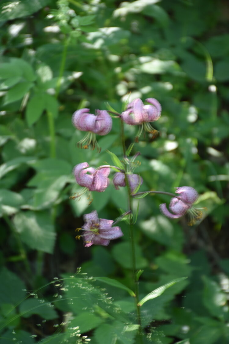 an2_005165.jpg