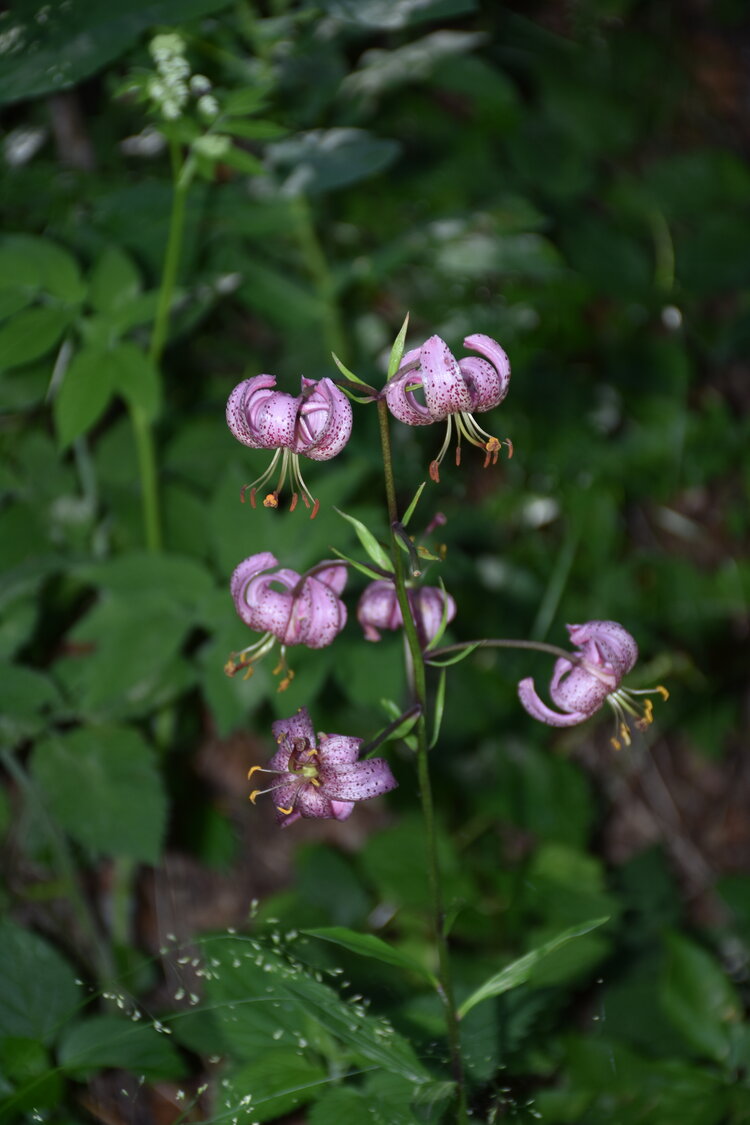 an2_005166.jpg