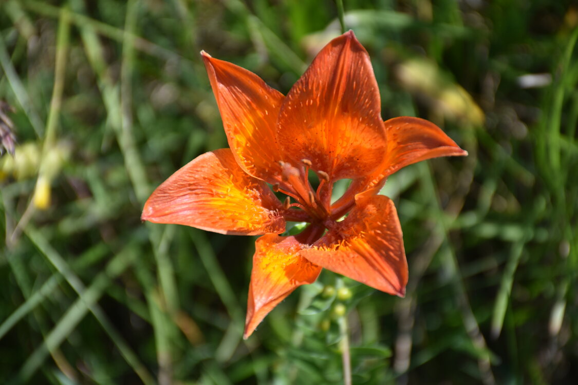 an2_005204.jpg