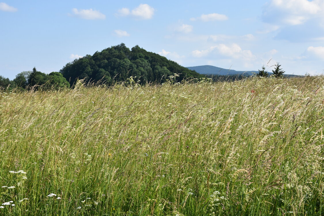an2_005241.jpg