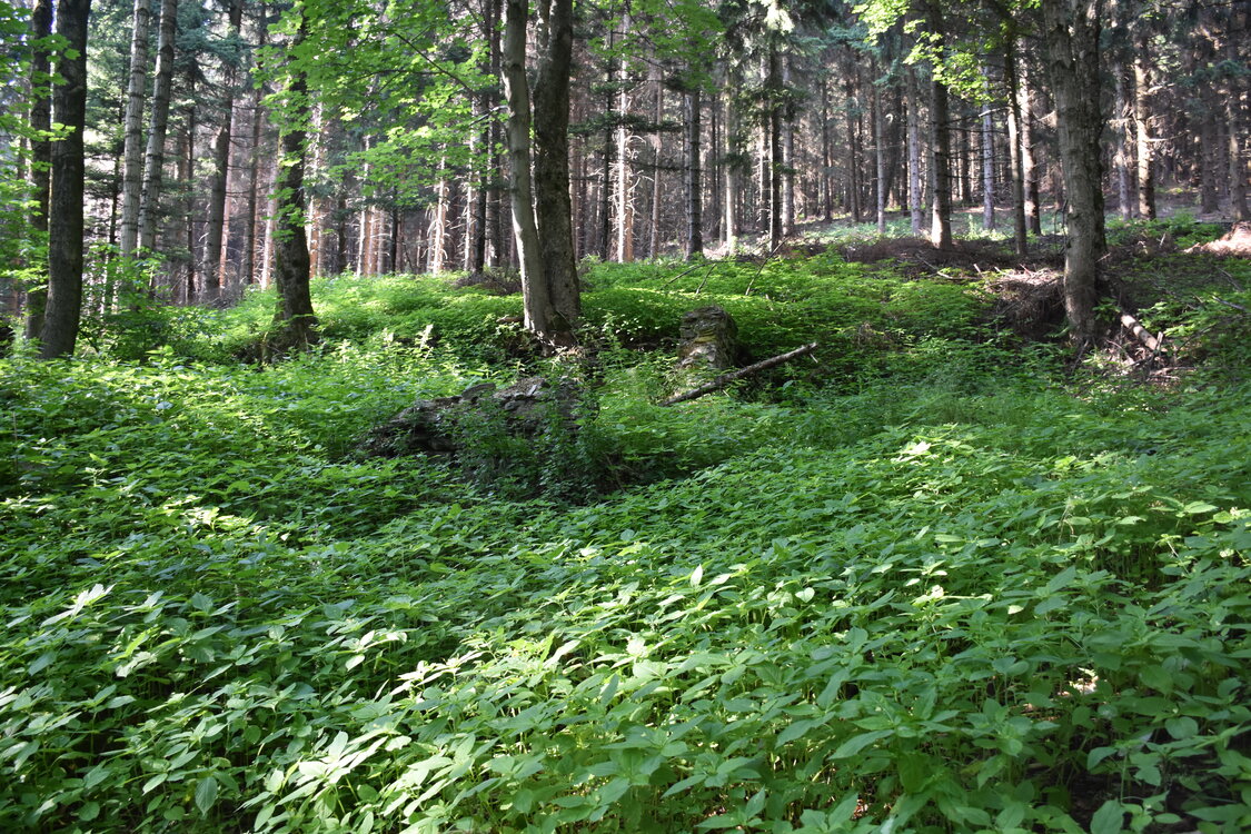 an2_005246.jpg