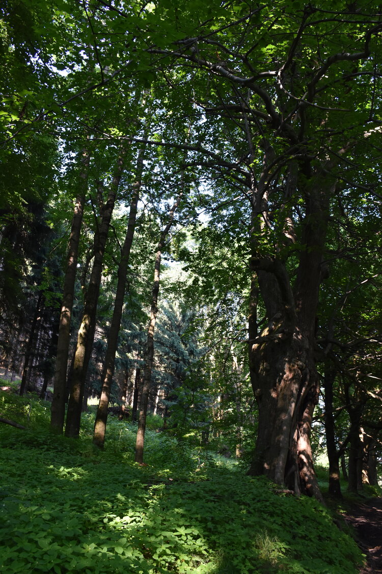 an2_005247.jpg