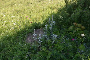 an2_005142.jpg