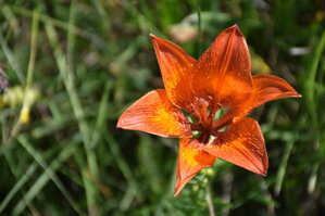an2_005205.jpg