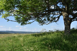 an2_005228.jpg