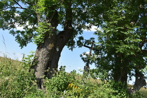 an2_005234.jpg