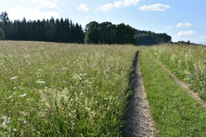 an2_005240.jpg