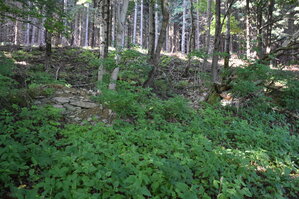 an2_005244.jpg