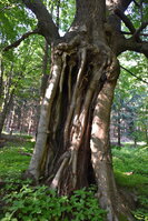 an2_005245.jpg