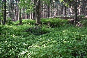an2_005246.jpg